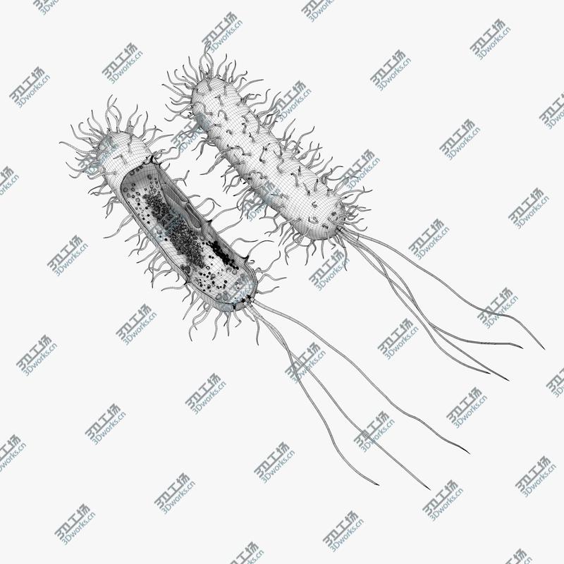 images/goods_img/20210319/Prokaryotic model/3.jpg